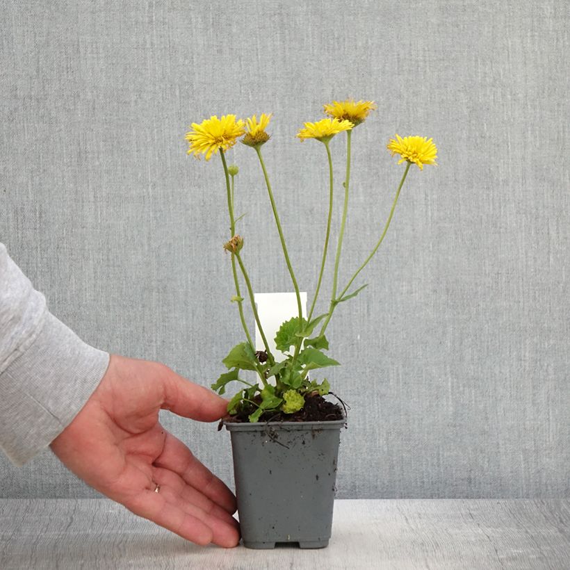 Doronicum orientale Finesse Maceta de 8/9 cm Ejemplar entregado en la primavera