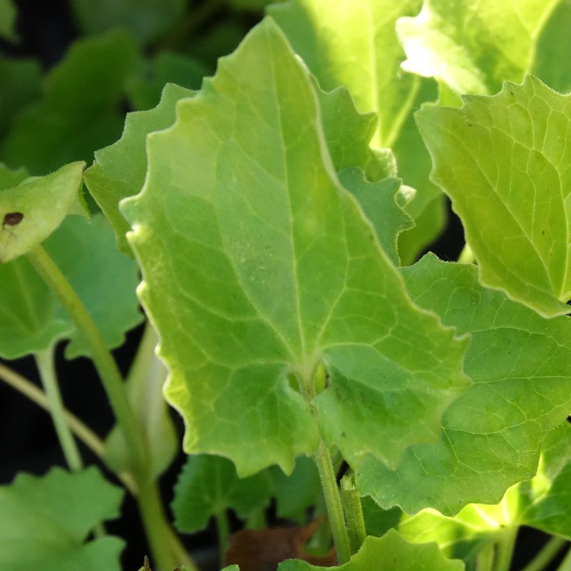 Doronicum orientale Finesse (Follaje)