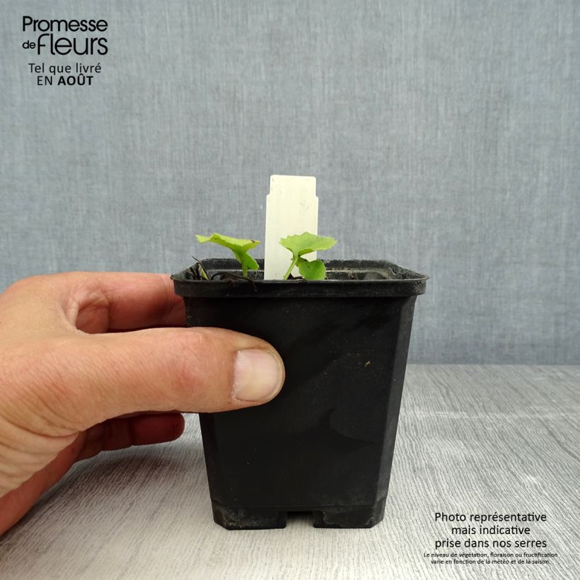 Ejemplar de Doronicum orientale Little Leo Maceta de 8/9 cm entregado en verano