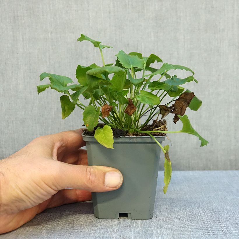 Ejemplar de Doronicum orientale Magnificum Maceta de 8/9 cm entregado en otoño