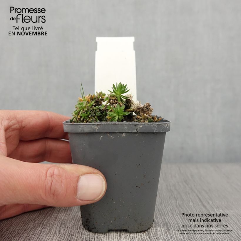 Ejemplar de Draba sakurai Maceta de 8/9 cm entregado en otoño