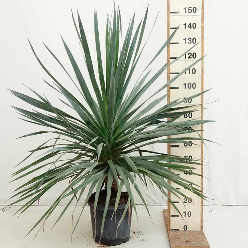 Ejemplar de Dracaena draco - Drago Maceta 18L/20L entregado en otoño