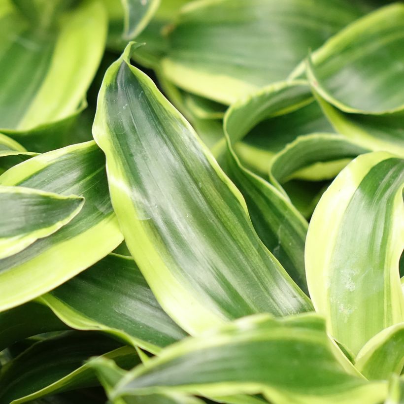 Dracaena Dragontree Tornado (Follaje)