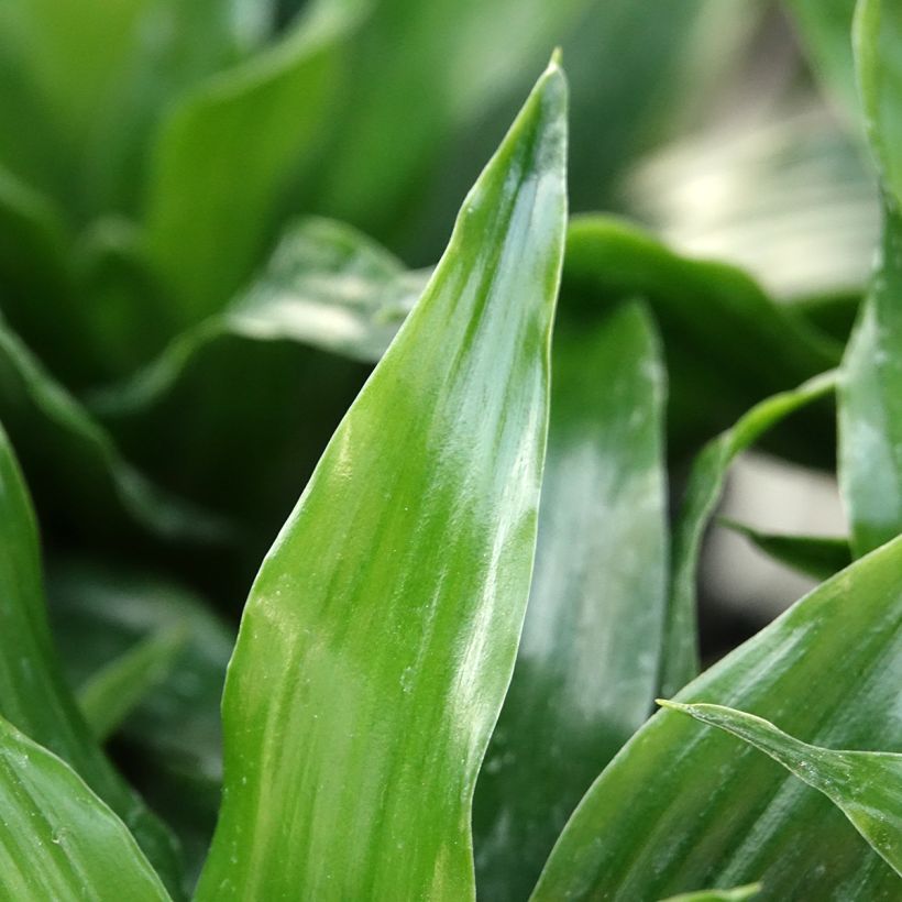 Dracaena Janet Craig (Follaje)