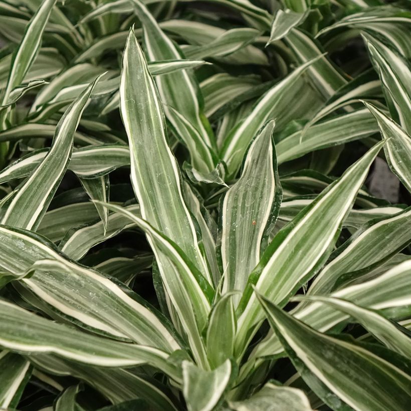 Dracaena Kanzi (Follaje)
