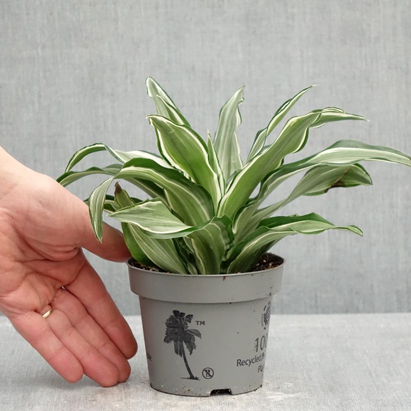 Dracaena Kanzi Maceta de 12 cm / 13 cm Ejemplar entregado en la primavera