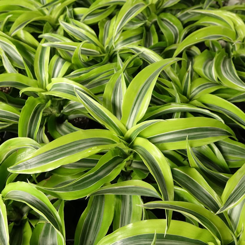 Dracaena Lemon Surprise (Follaje)