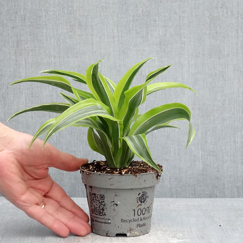 Dracaena Lemon Surprise Maceta de 12 cm / 13 cm Ejemplar entregado en la primavera