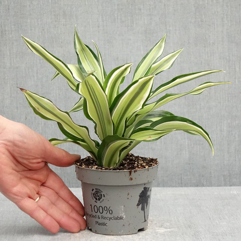 Dracaena Malaika Maceta de 12 cm / 13 cm Ejemplar entregado en la primavera