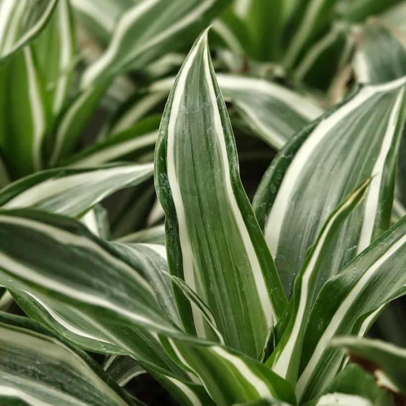 Dracaena White Jewel (Follaje)