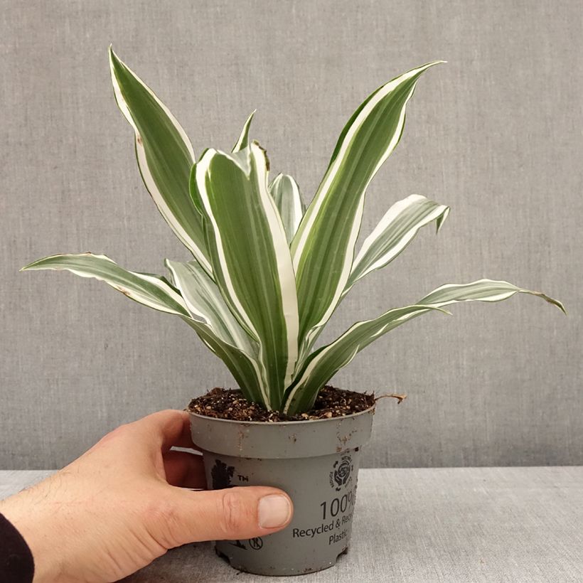 Dracaena White Jewel Maceta de 12 cm / 13 cm Ejemplar entregado en la primavera
