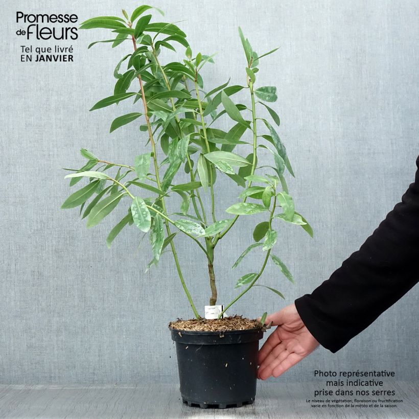 Drimys winteri - Canelo Maceta 3L/4L Ejemplar entregado en invierno