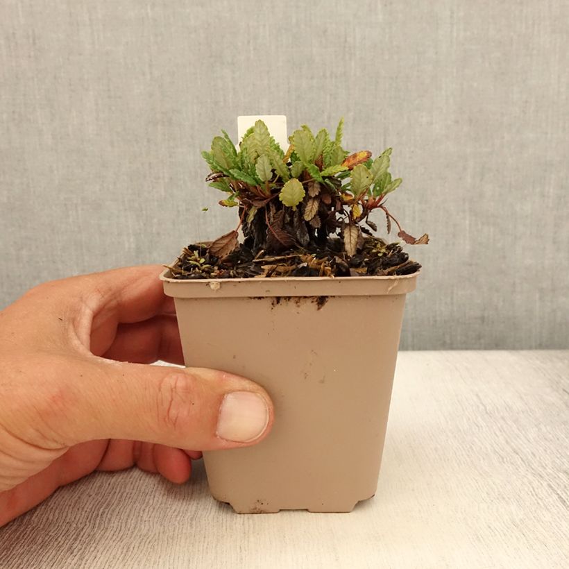 Ejemplar de Dryas suendermannii Maceta de 8/9 cm entregado en verano