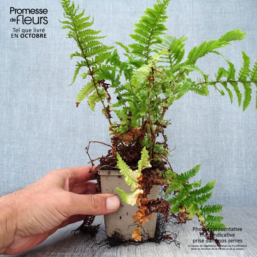Ejemplar de Dryopteris affinis Crispa - Falso helecho macho Maceta de 8/9 cm entregado en otoño