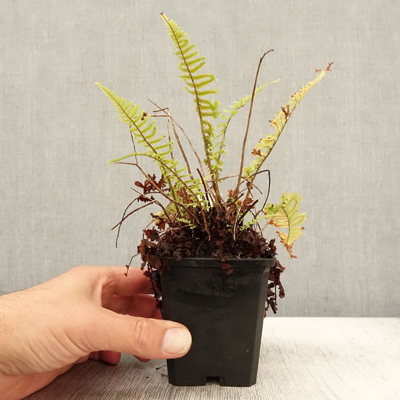 Ejemplar de Dryopteris affinis Cristata - Falso helecho macho Maceta de 8/9 cm entregado en otoño