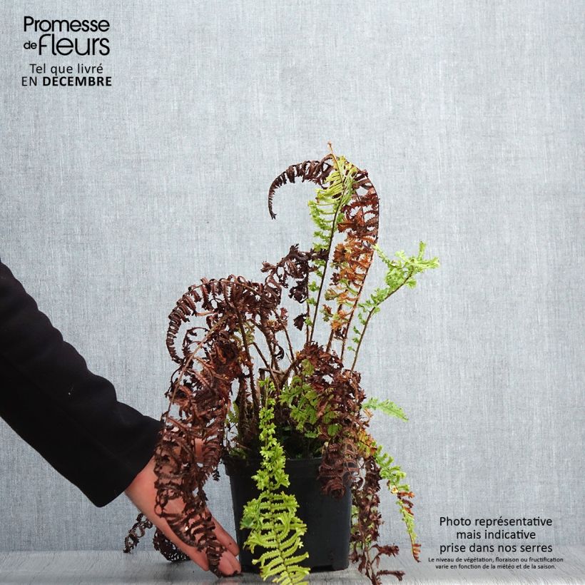 Dryopteris affinis Cristata - Falso helecho macho Maceta 2L/3L Ejemplar entregado en invierno