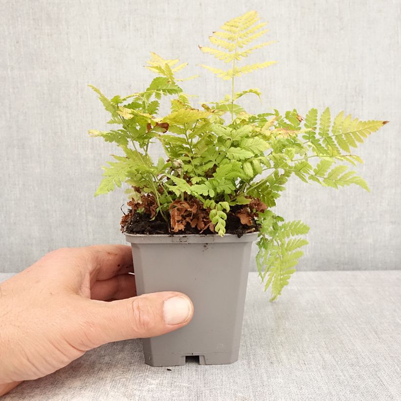 Dryopteris carthusiana - Helecho cartujo Maceta de 8/9 cm Ejemplar entregado en la primavera