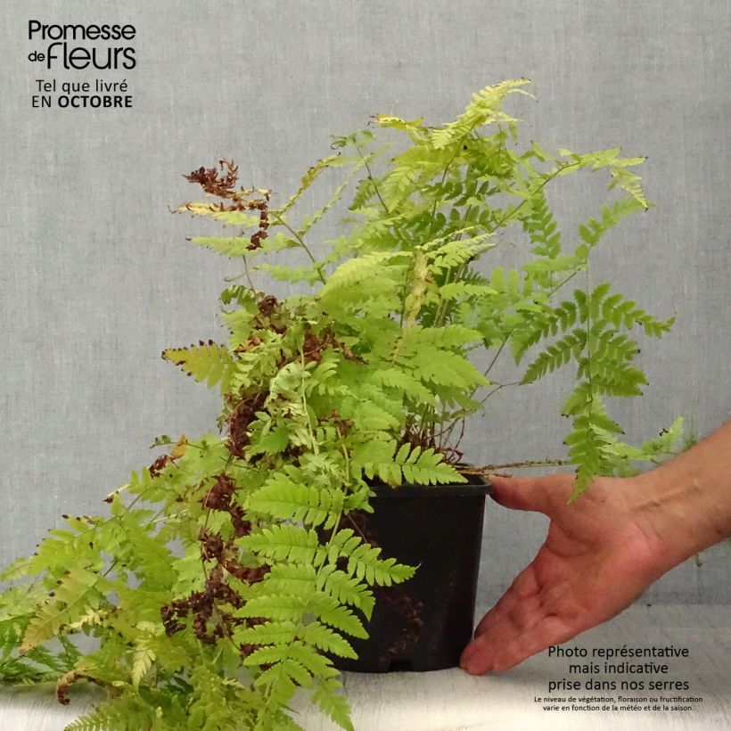 Ejemplar de Dryopteris carthusiana - Helecho cartujo Maceta 2L/3L entregado en otoño