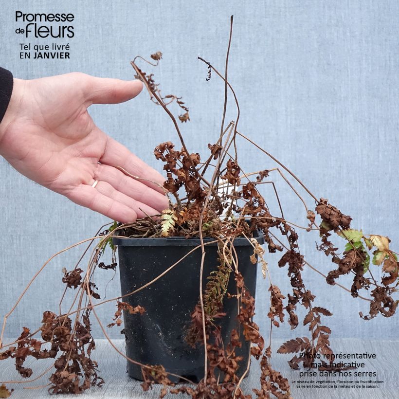 Dryopteris carthusiana - Helecho cartujo Maceta 2L/3L Ejemplar entregado en invierno