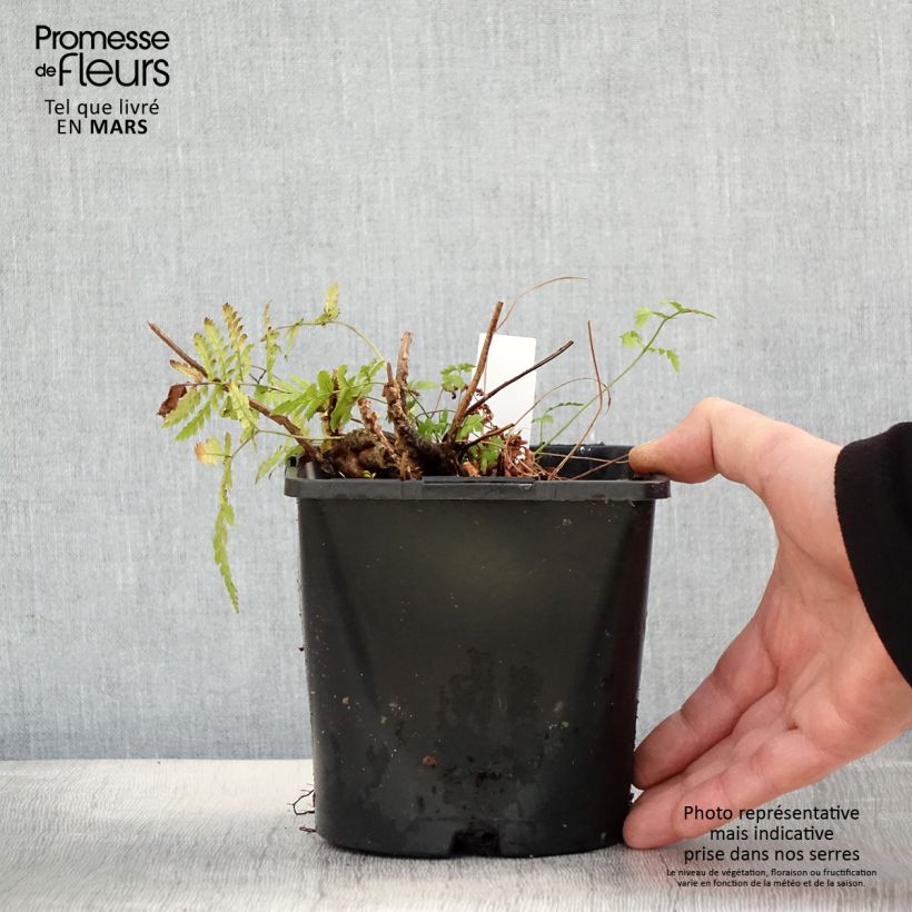 Dryopteris carthusiana - Helecho cartujo Maceta 2L/3L Ejemplar entregado en la primavera