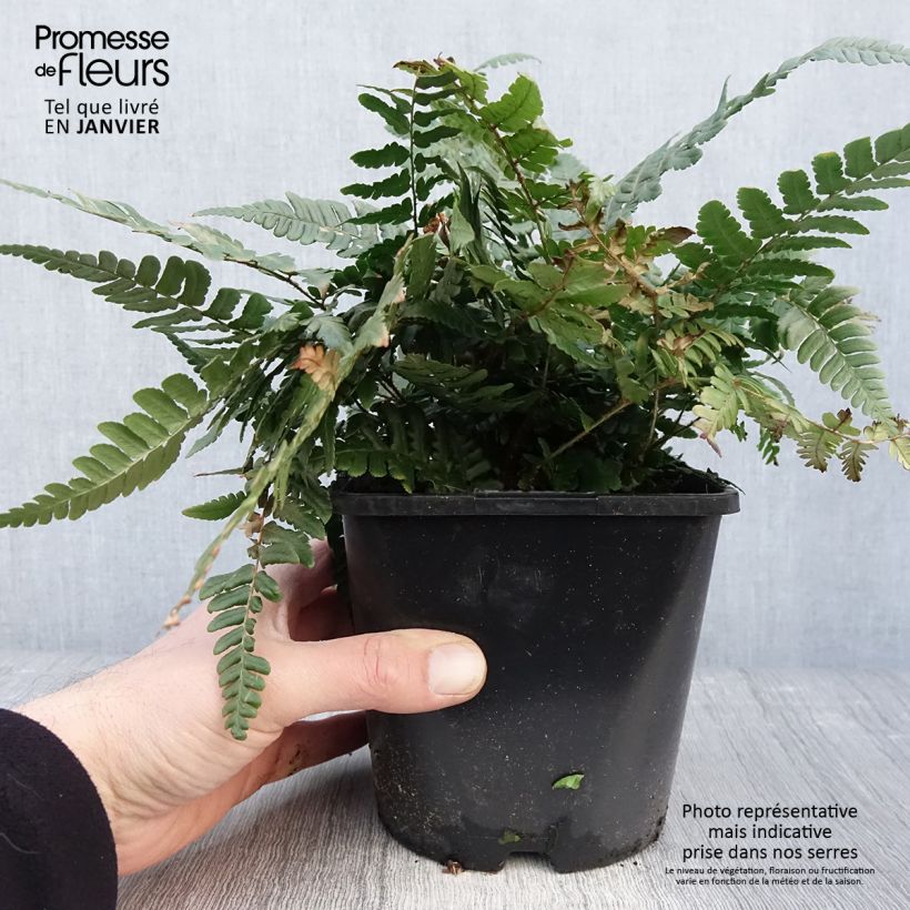 Dryopteris championii - Helecho Maceta 2L/3L Ejemplar entregado en invierno