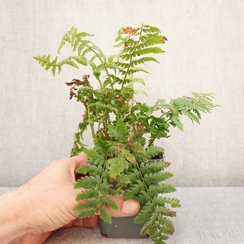 Dryopteris crassirhizoma - Helecho de rizoma grueso Maceta de 8/9 cm Ejemplar entregado en la primavera