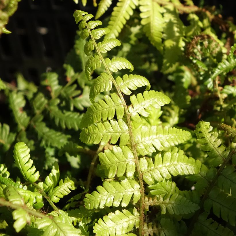 Dryopteris crassirhizoma - Helecho de rizoma grueso (Follaje)