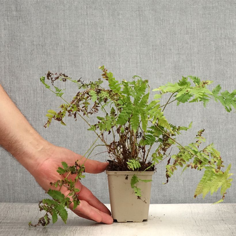Ejemplar de Dryopteris dilatata Crispa Whiteside - Helecho macho dilatado Maceta de 8/9 cm entregado en verano