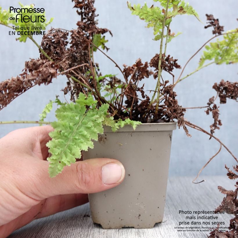 Dryopteris dilatata Crispa Whiteside - Helecho macho dilatado Maceta de 8/9 cm Ejemplar entregado en invierno