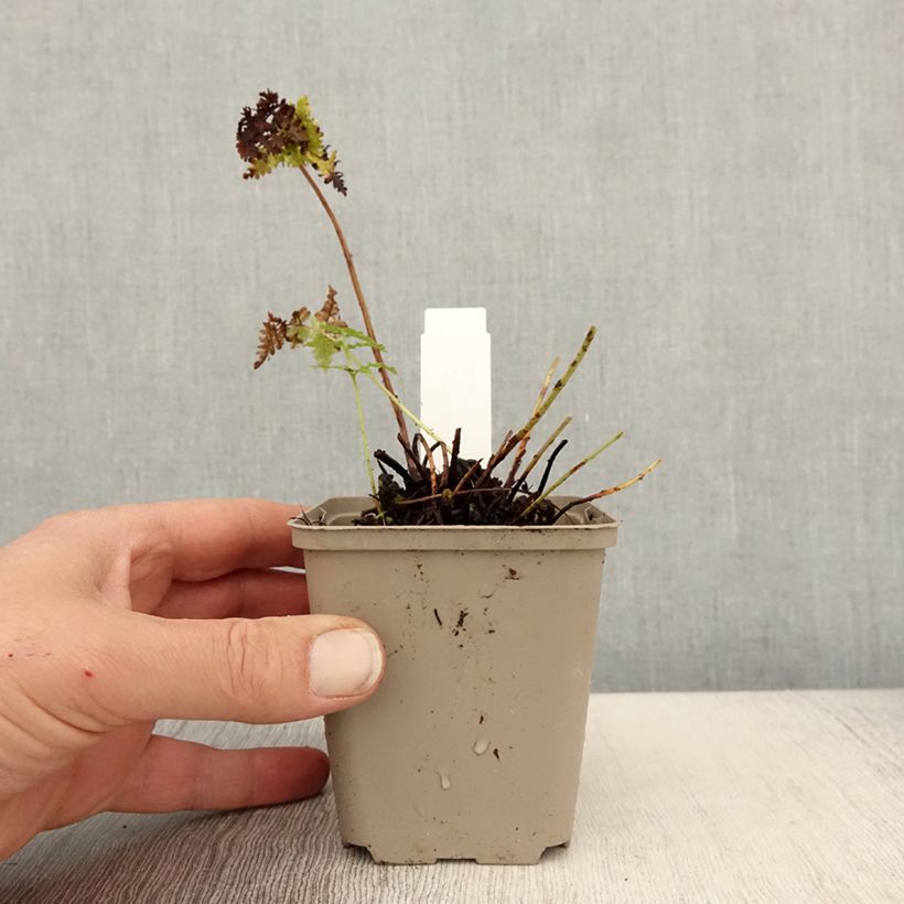 Dryopteris dilatata Crispa Whiteside - Helecho macho dilatado Maceta de 8/9 cm Ejemplar entregado en la primavera