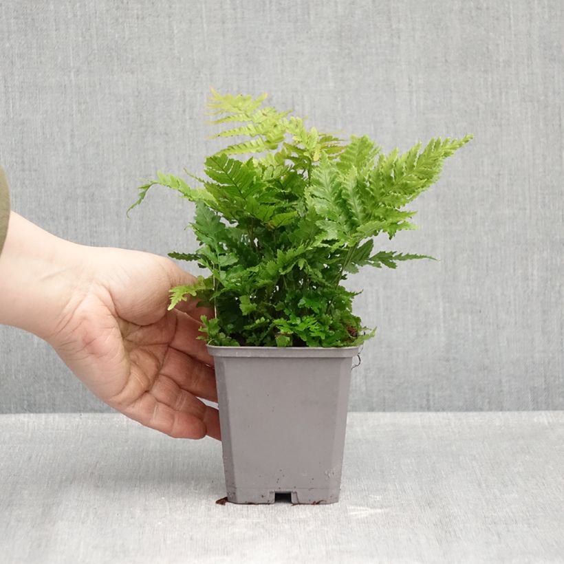 Ejemplar de Dryopteris erythrosora - Helecho macho de sori rojos Maceta de 8/9 cm entregado en otoño