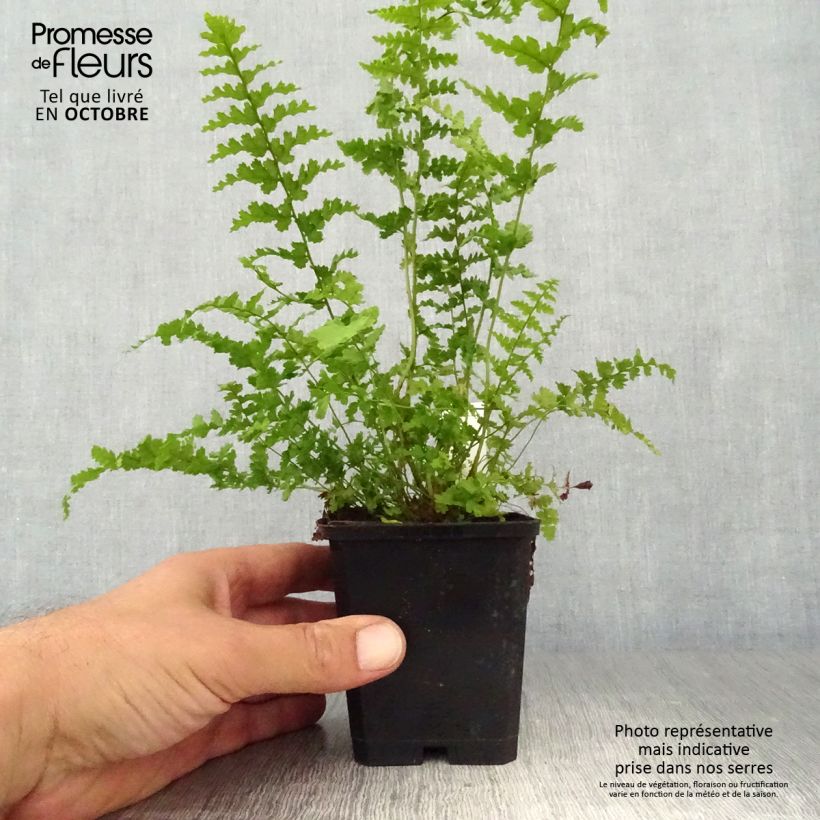 Ejemplar de Dryopteris filix-mas Barnesii - Helecho macho común Maceta de 8/9 cm entregado en otoño