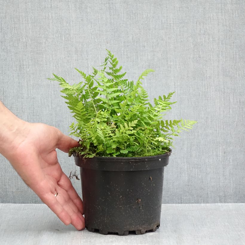 Ejemplar de Dryopteris filix-mas - Helecho macho común Maceta 2L/3L entregado en otoño