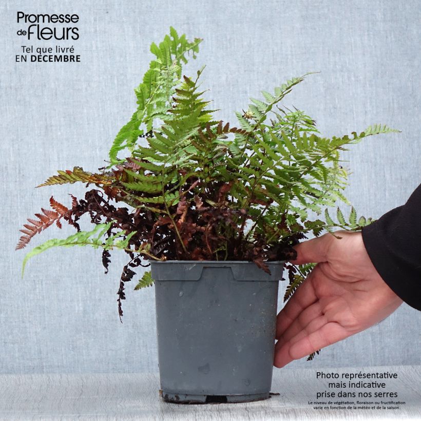 Dryopteris filix-mas - Helecho macho común Maceta 2L/3L Ejemplar entregado en invierno