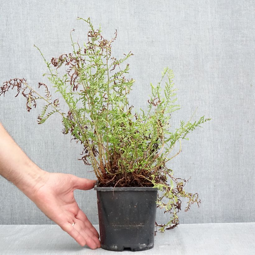 Ejemplar de Dryopteris filix-mas Linearis Polydactyla - Helecho macho común Maceta 2L/3L entregado en otoño