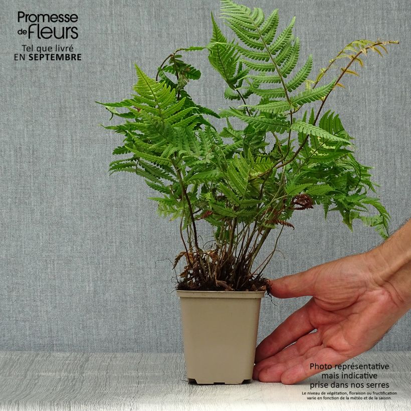 Ejemplar de Dryopteris lepidopoda - Helecho de pie escamoso Maceta de 8/9 cm entregado en otoño