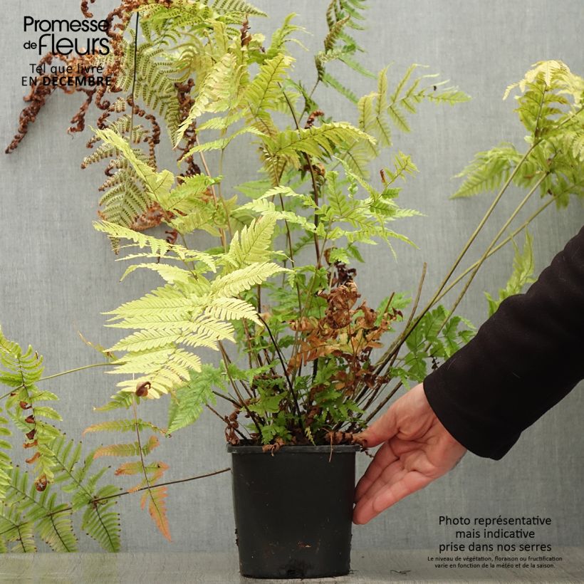 Dryopteris lepidopoda - Helecho de pie escamoso Maceta 2L/3L Ejemplar entregado en invierno