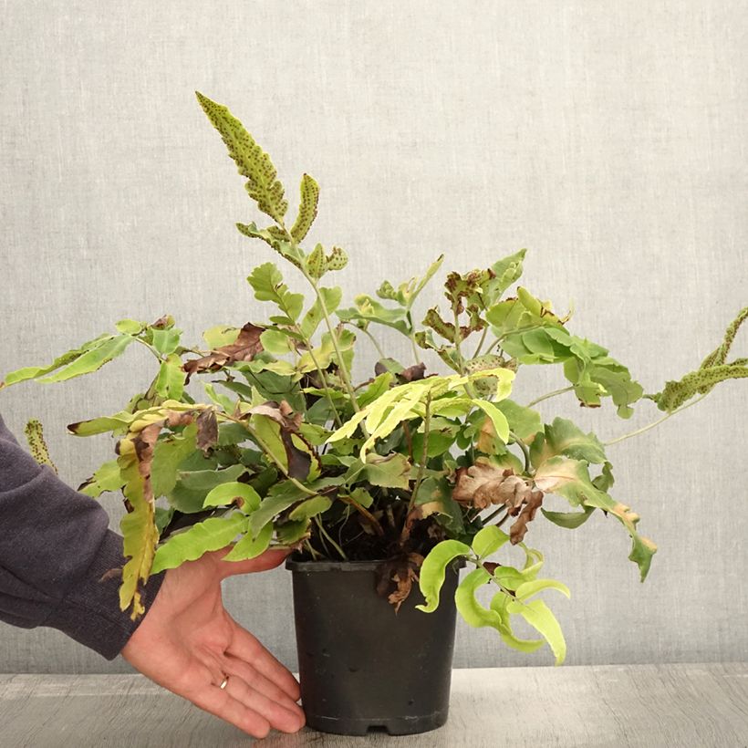 Ejemplar de Dryopteris sieboldii - Helecho Maceta 2L/3L entregado en otoño