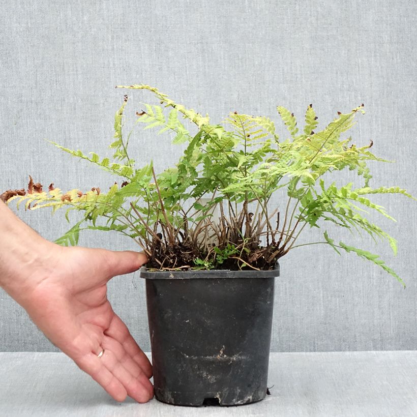 Ejemplar de Dryopteris stewartii - Helecho Maceta 2L/3L entregado en otoño