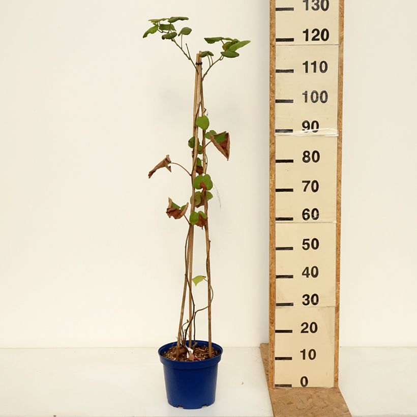 Ejemplar de Duo Kiwis jaunes kiw'Happy mâle et femelle réunis dans un pot Pot de 4L/5L entregado en otoño