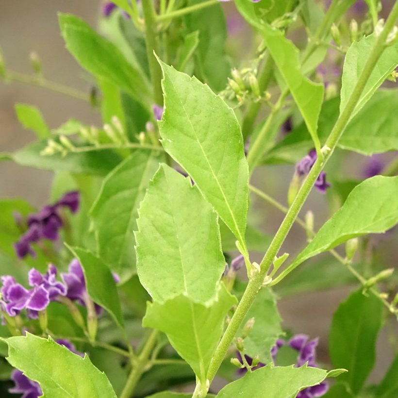 Duranta repens (Follaje)