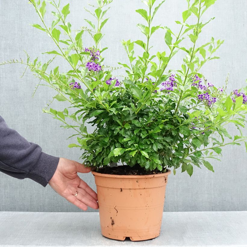 Duranta repens Maceta 4L/5L Ejemplar entregado en la primavera