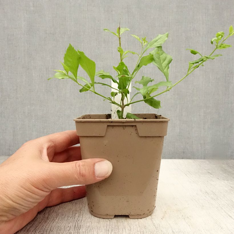 Ejemplar de Duranta repens Maceta 1L/1,5L entregado en verano