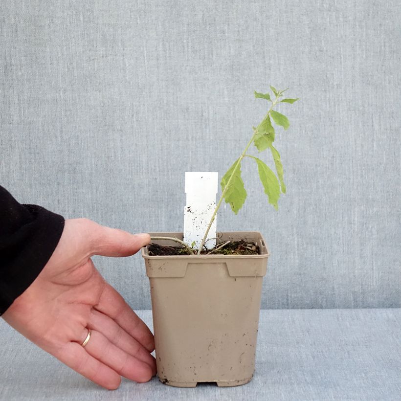 Duranta repens Maceta 1L/1,5L Ejemplar entregado en la primavera