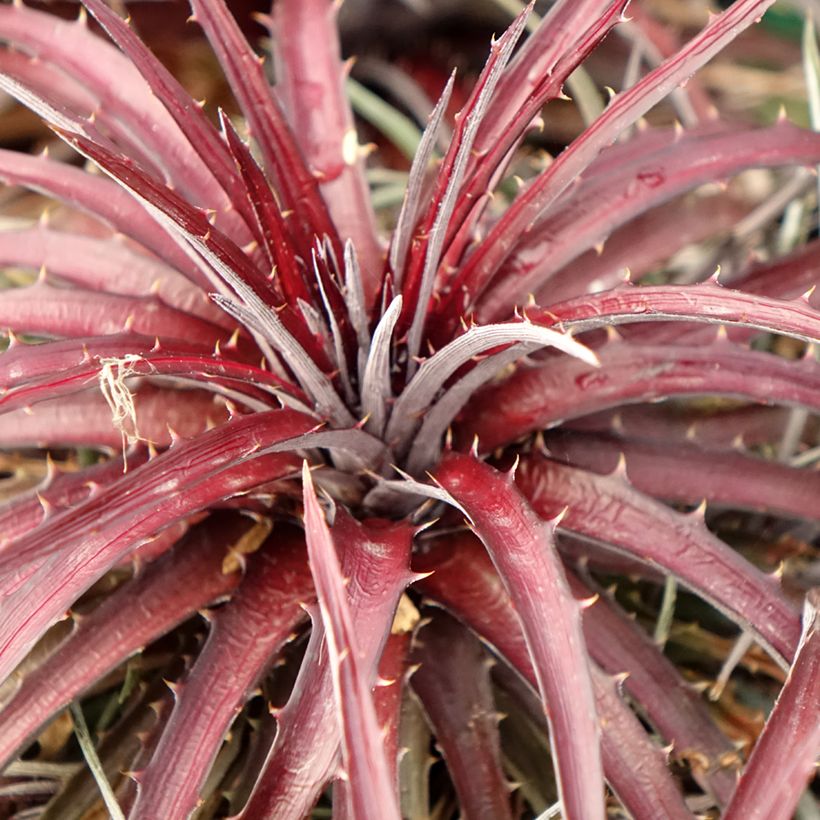 Dyckia Burgundy Ice - Hoja de Sierra (Follaje)