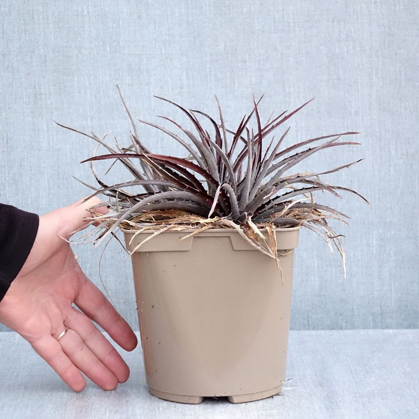 Ejemplar de Dyckia Burgundy Ice - Hoja de Sierra Maceta 3L/4L entregado en otoño