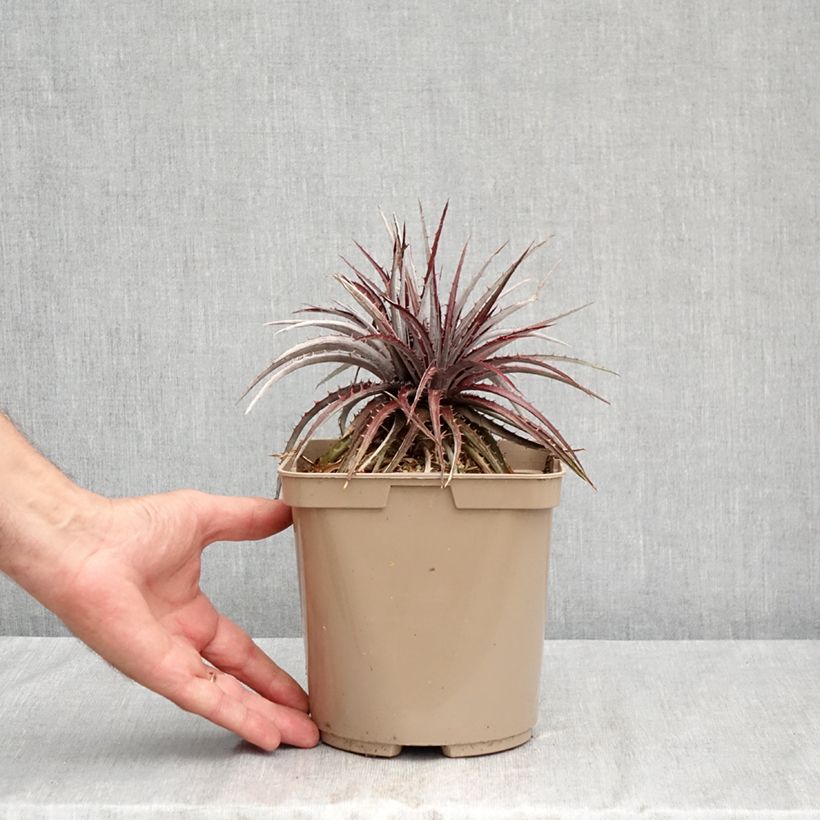 Ejemplar de Dyckia Burgundy Ice - Hoja de Sierra Maceta 3L/4L entregado en verano