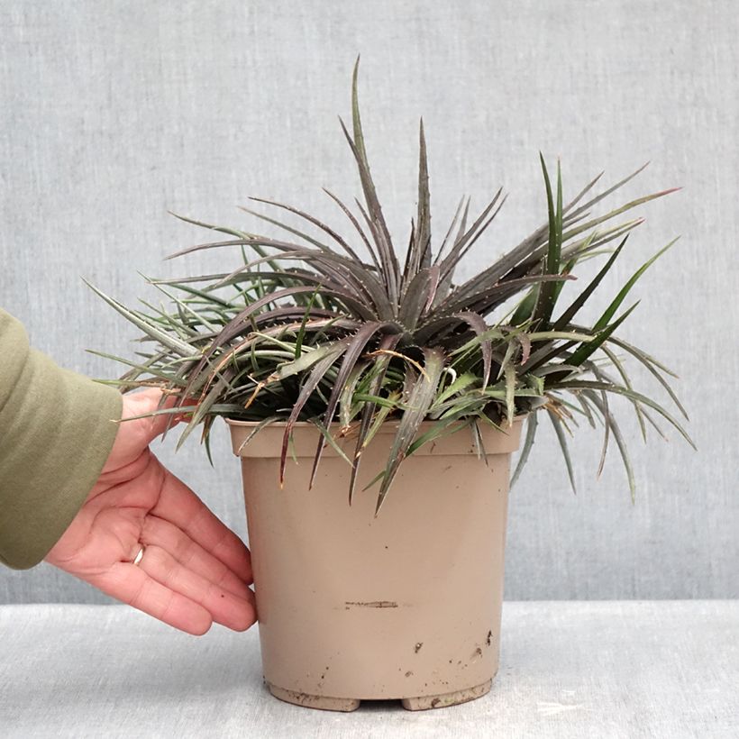 Dyckia Burgundy Ice - Hoja de Sierra Maceta 3L/4L Ejemplar entregado en invierno