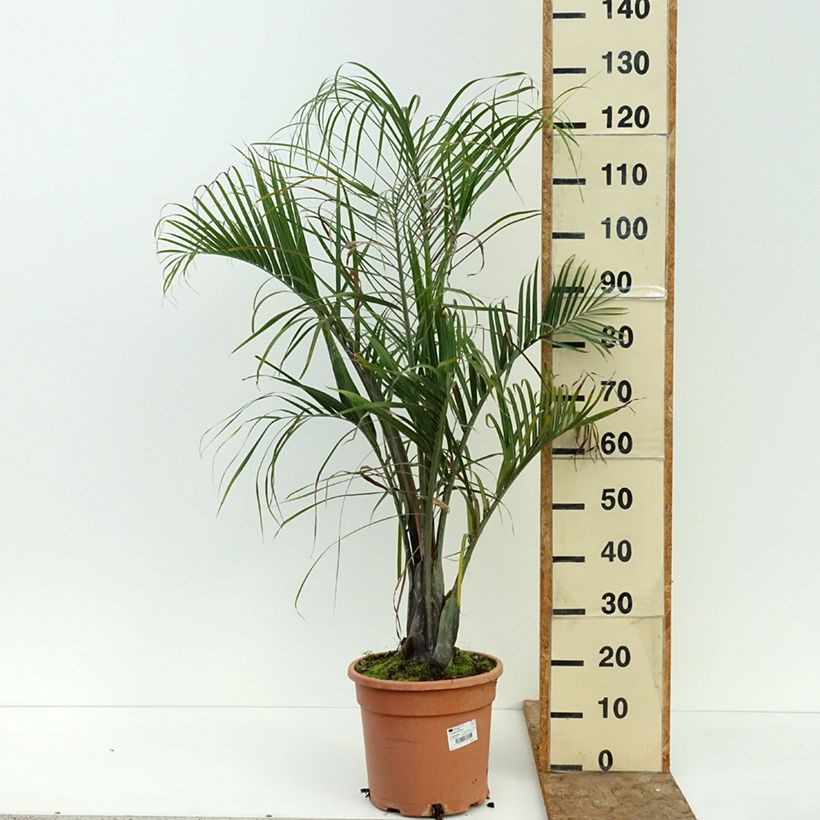 Ejemplar de Dypsis decaryi - Palmera triangular Maceta 7,5L/10L entregado en verano