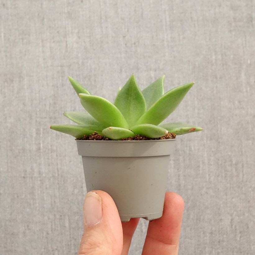 Echeveria agavoides miniplanta Ejemplar entregado en la primavera